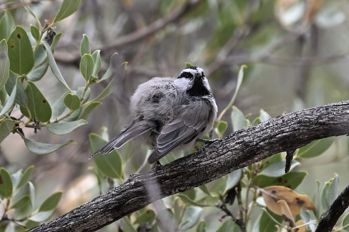 Mésange de Gambel - ML641323753