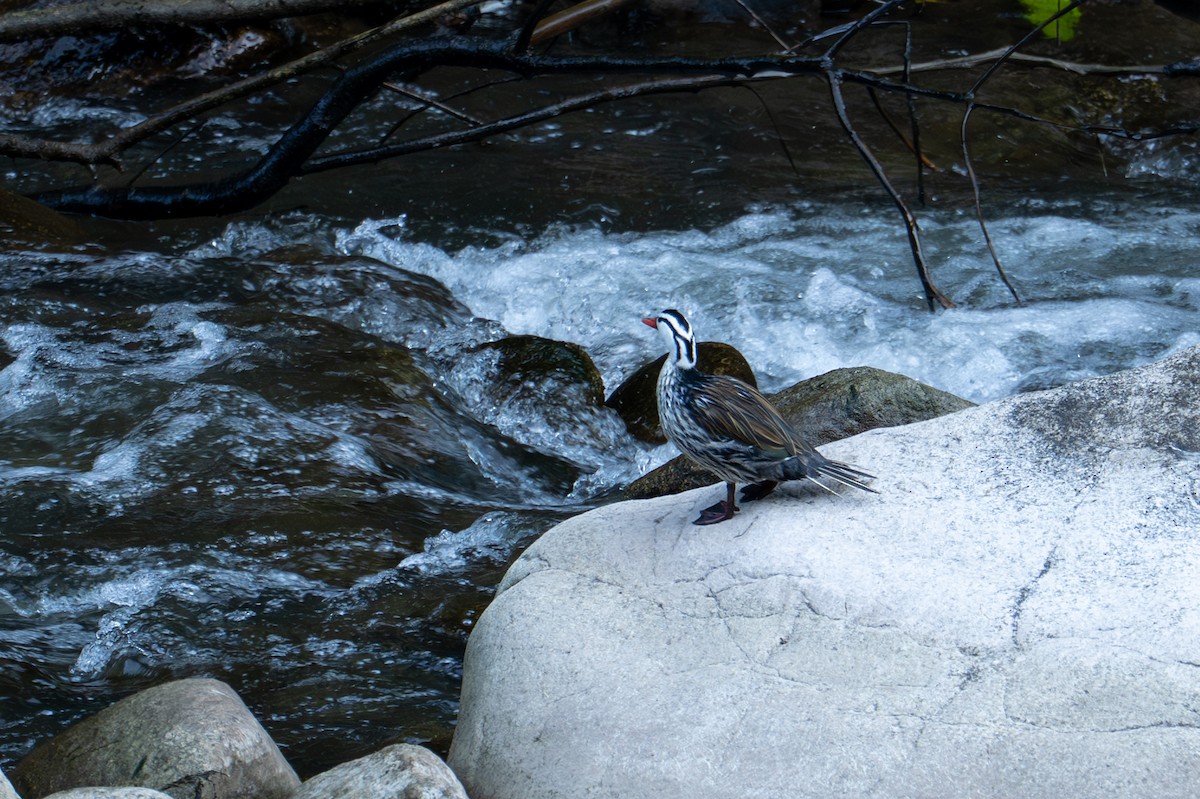 Torrent Duck - ML641323811