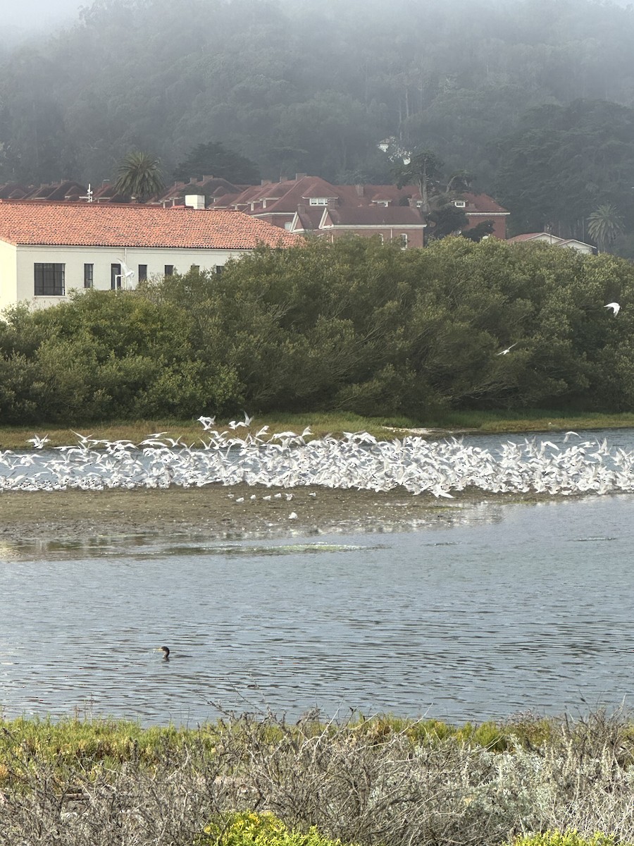 Elegant Tern - ML641323860