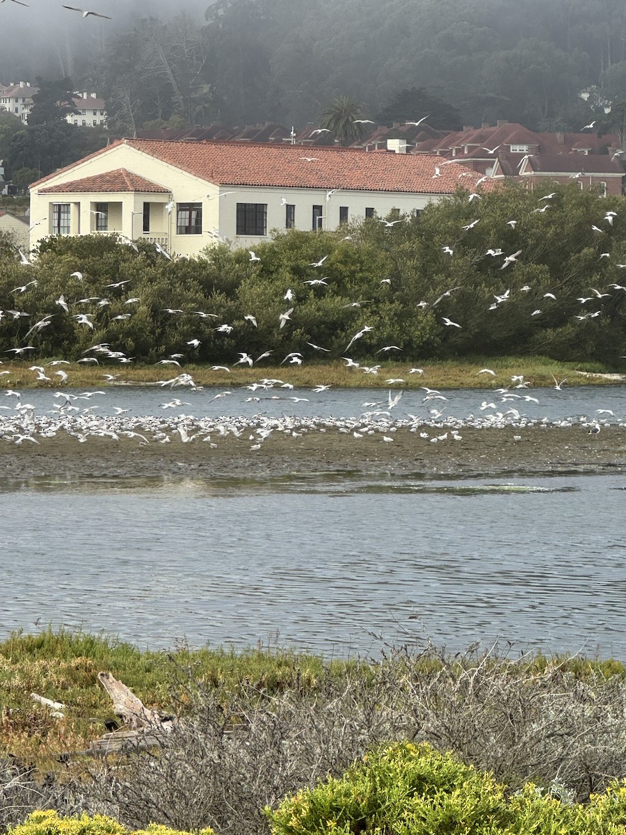 Elegant Tern - ML641323861