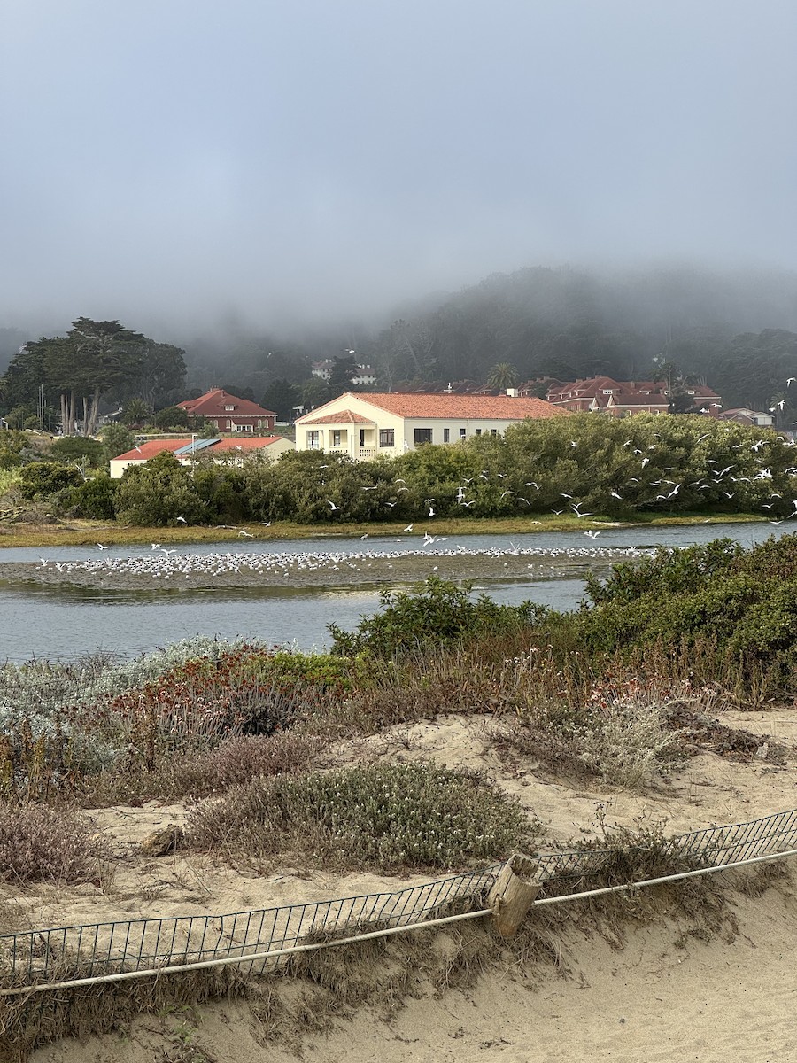 Elegant Tern - ML641323862