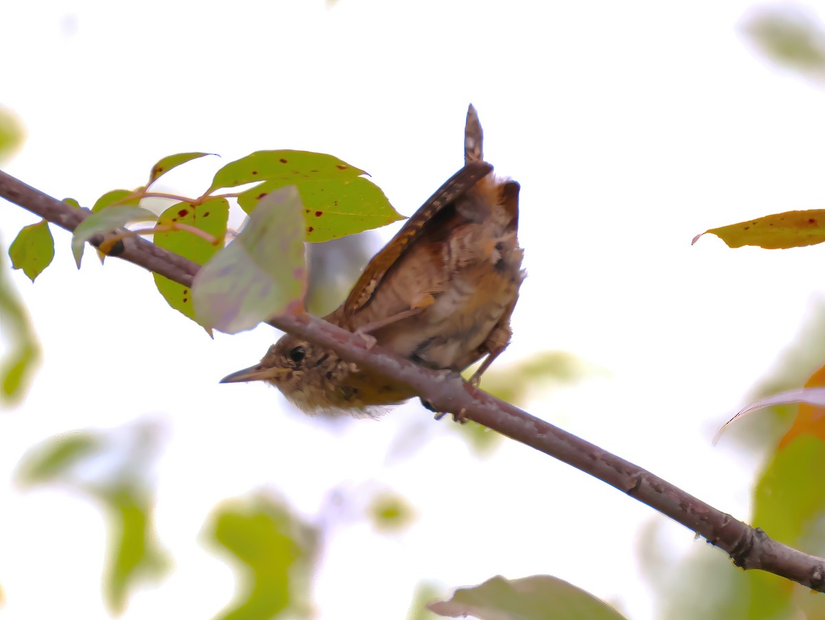 Northern House Wren - ML641323892