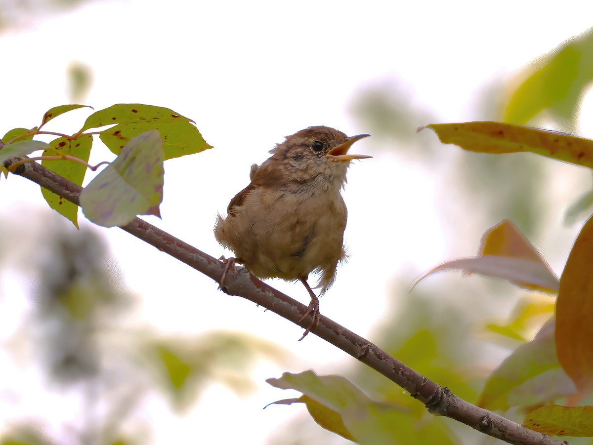 Northern House Wren - ML641323893