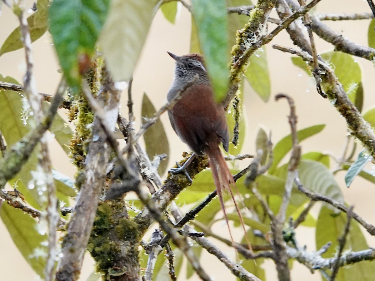 White-chinned Thistletail - ML641323907