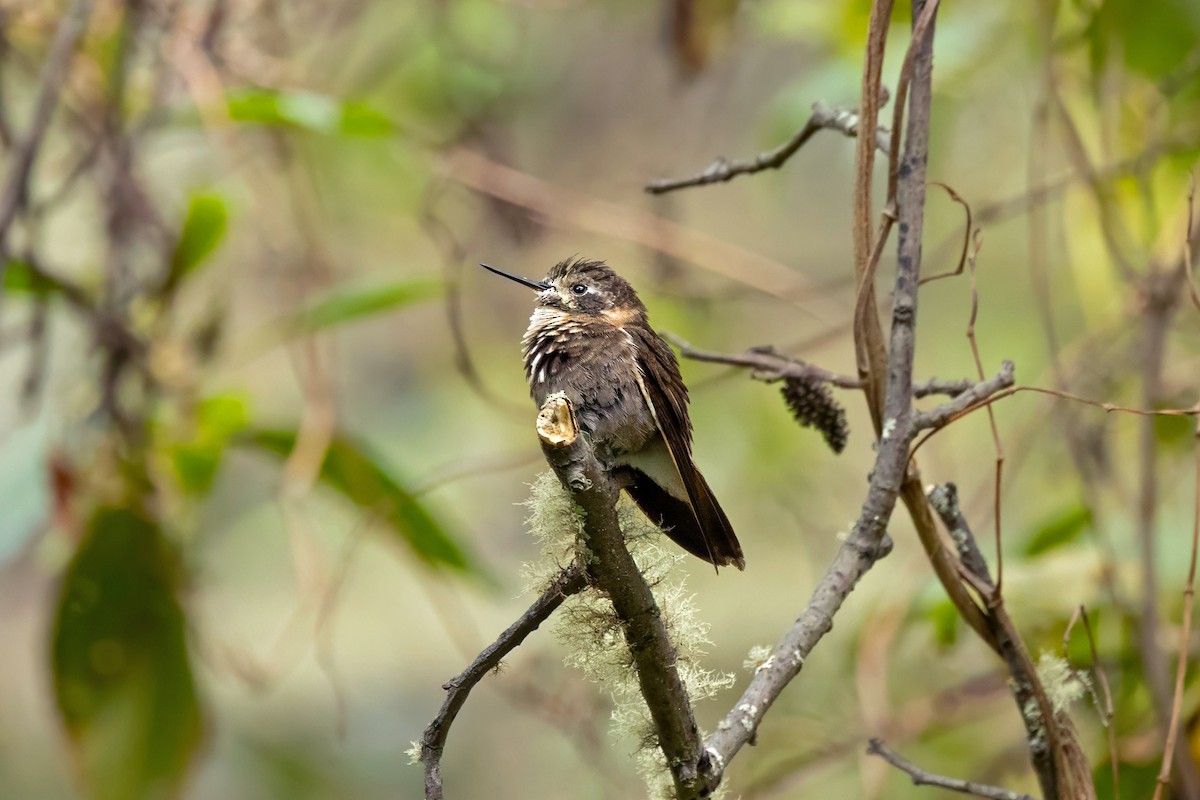 Purple-backed Sunbeam - ML641323911