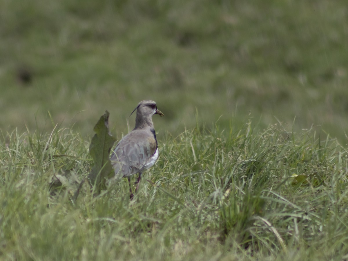 Southern Lapwing - ML641323918
