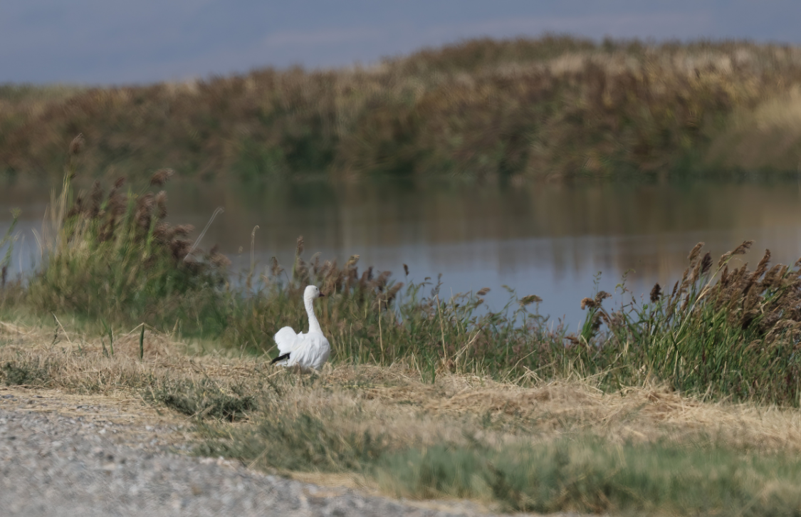 Snow Goose - ML641323941