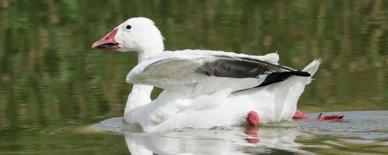 Snow Goose - ML641323955