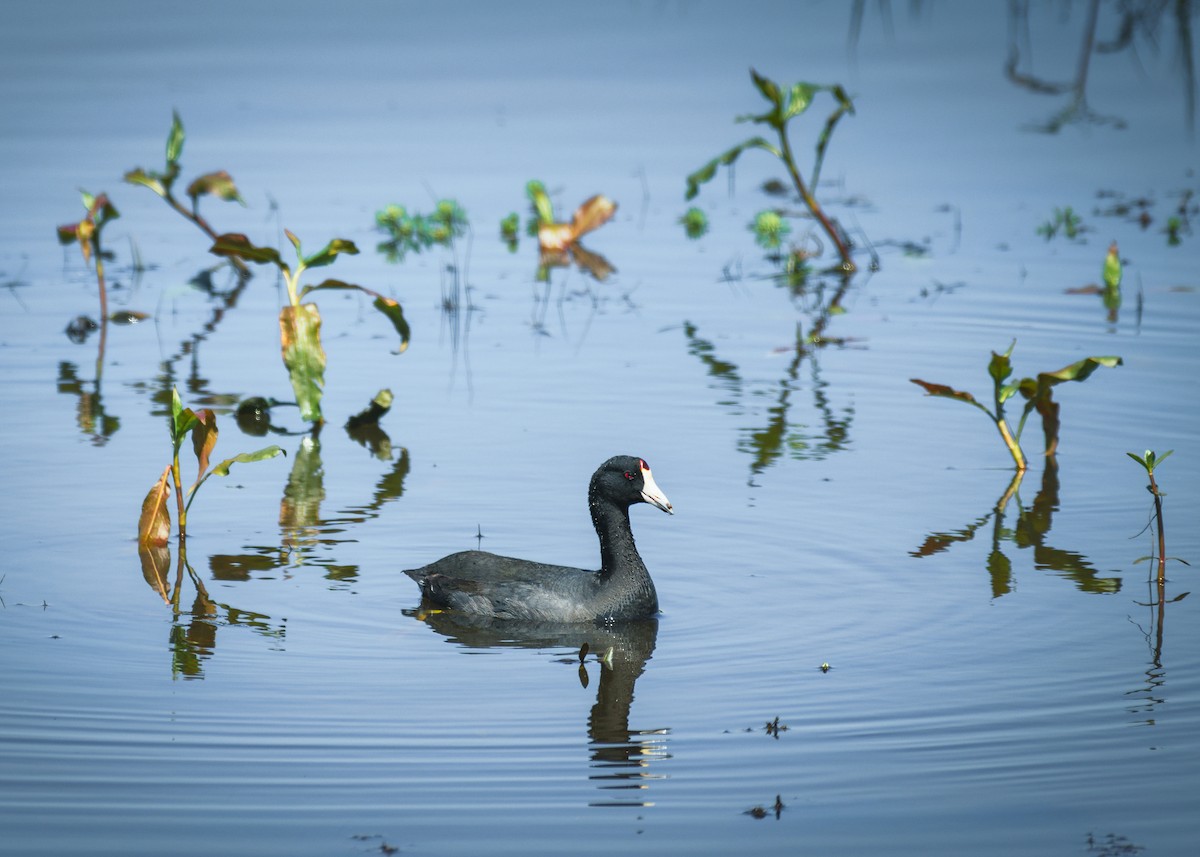 American Coot - ML641323962