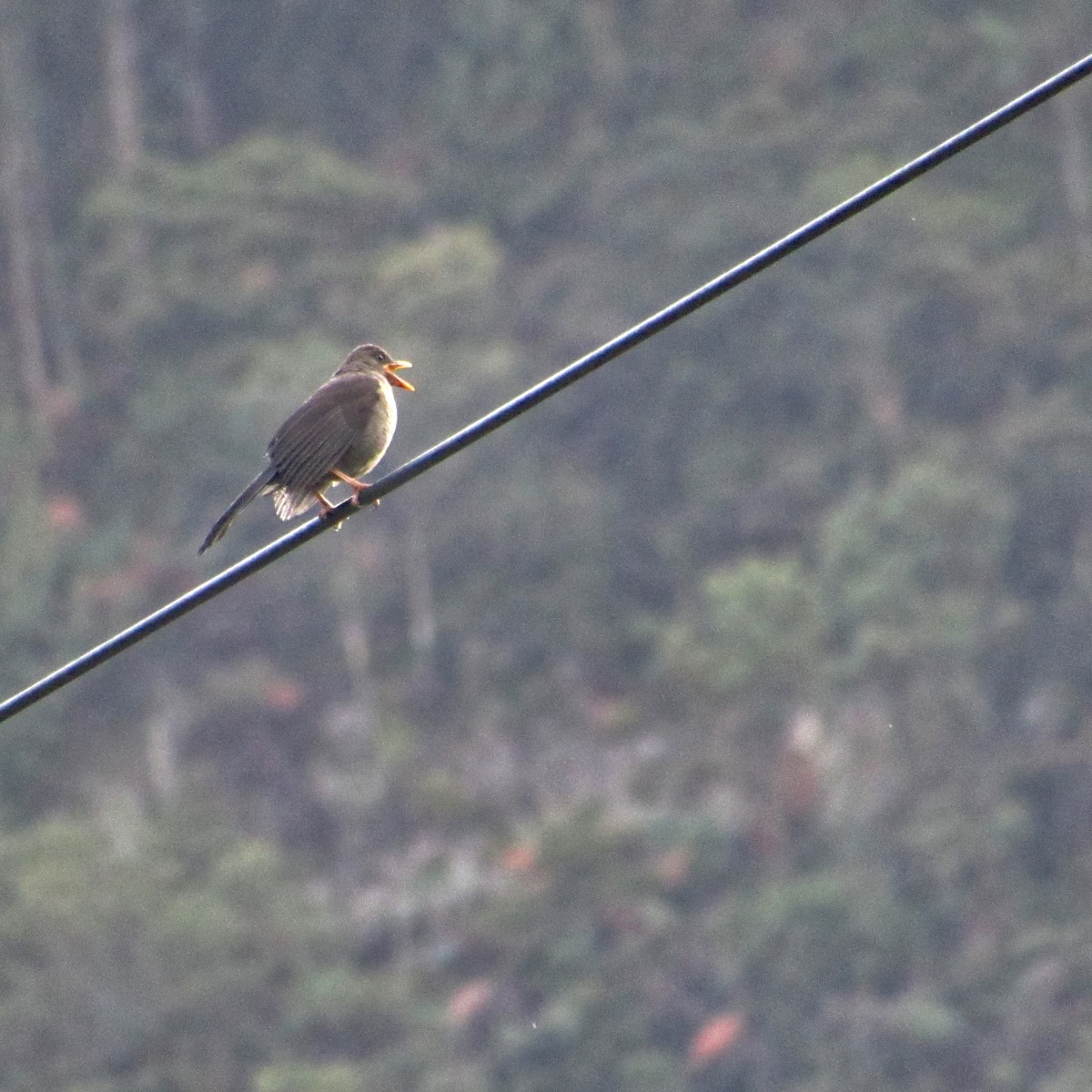 Great Thrush - ML641323965