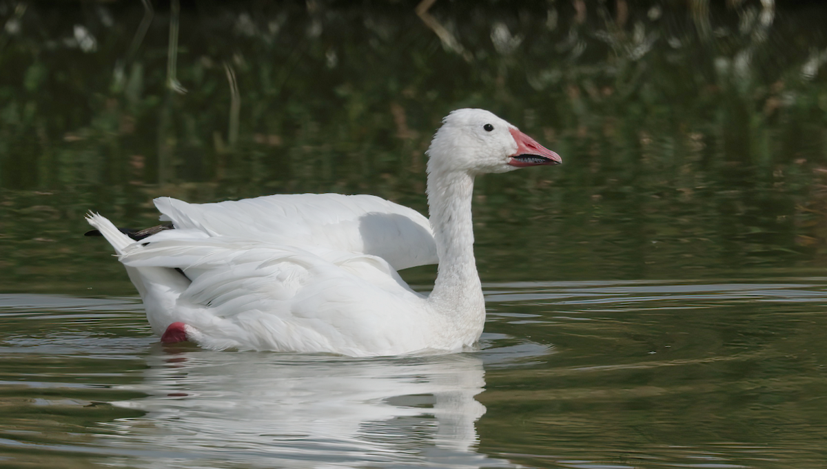 Snow Goose - ML641323967