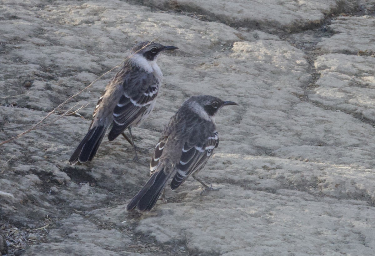 Galapagos Mockingbird - ML641324006