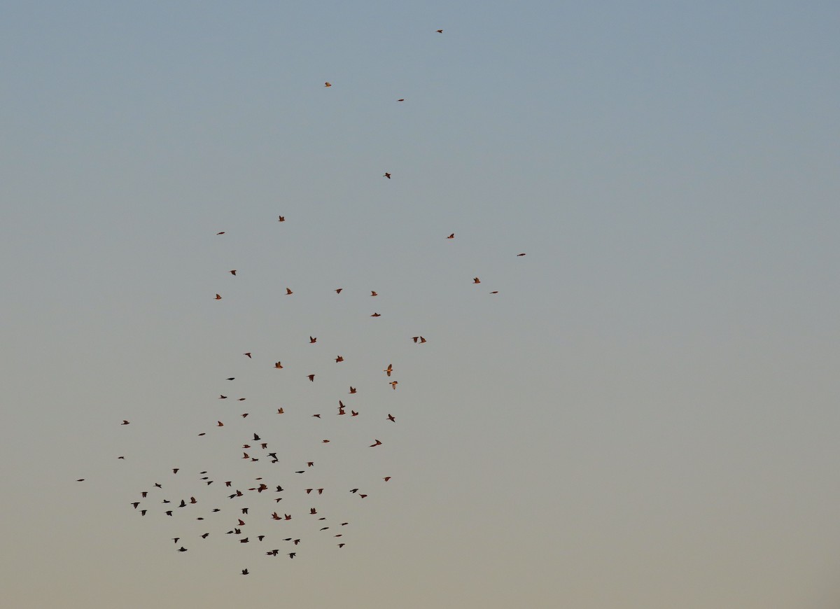 Bobolink - ML641324026