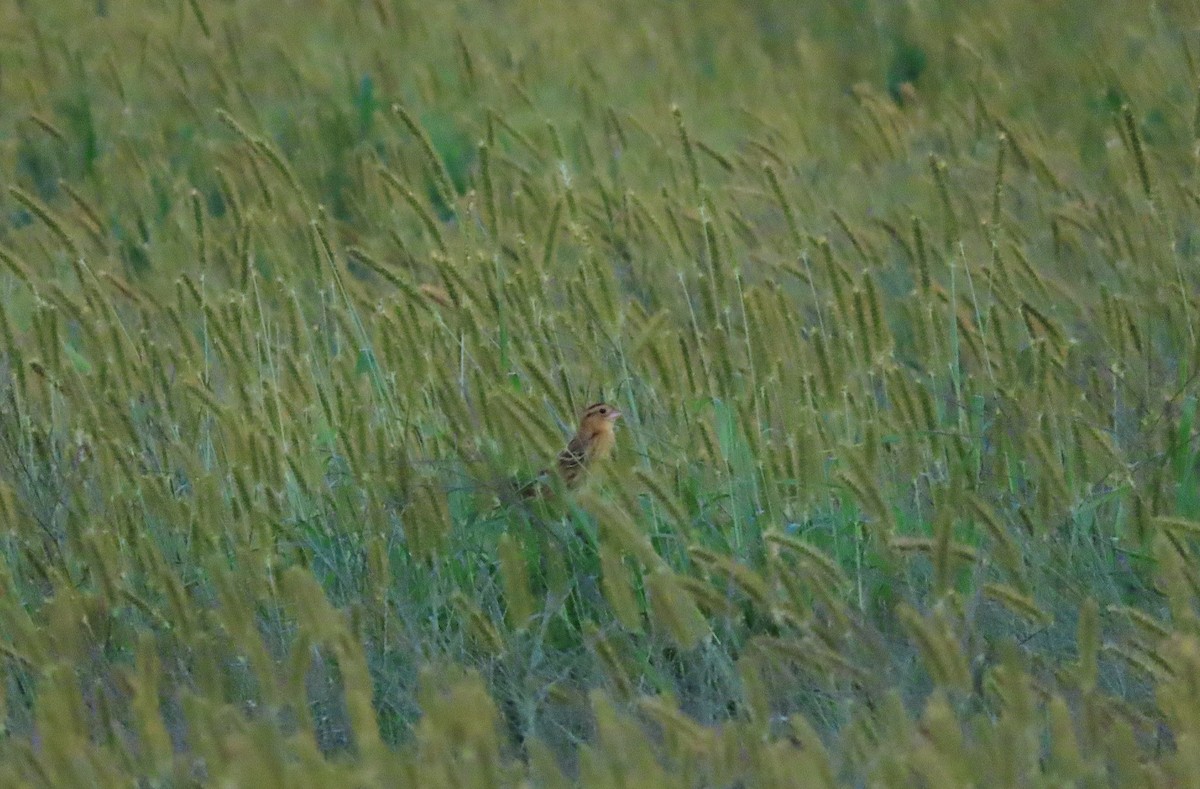 Bobolink - ML641324027