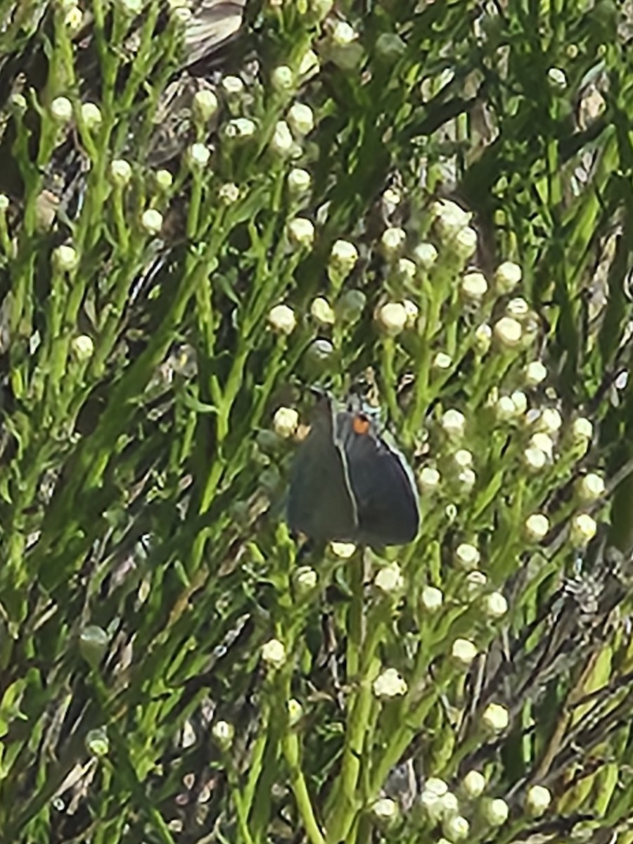 Gray Hairstreak - ML641324032