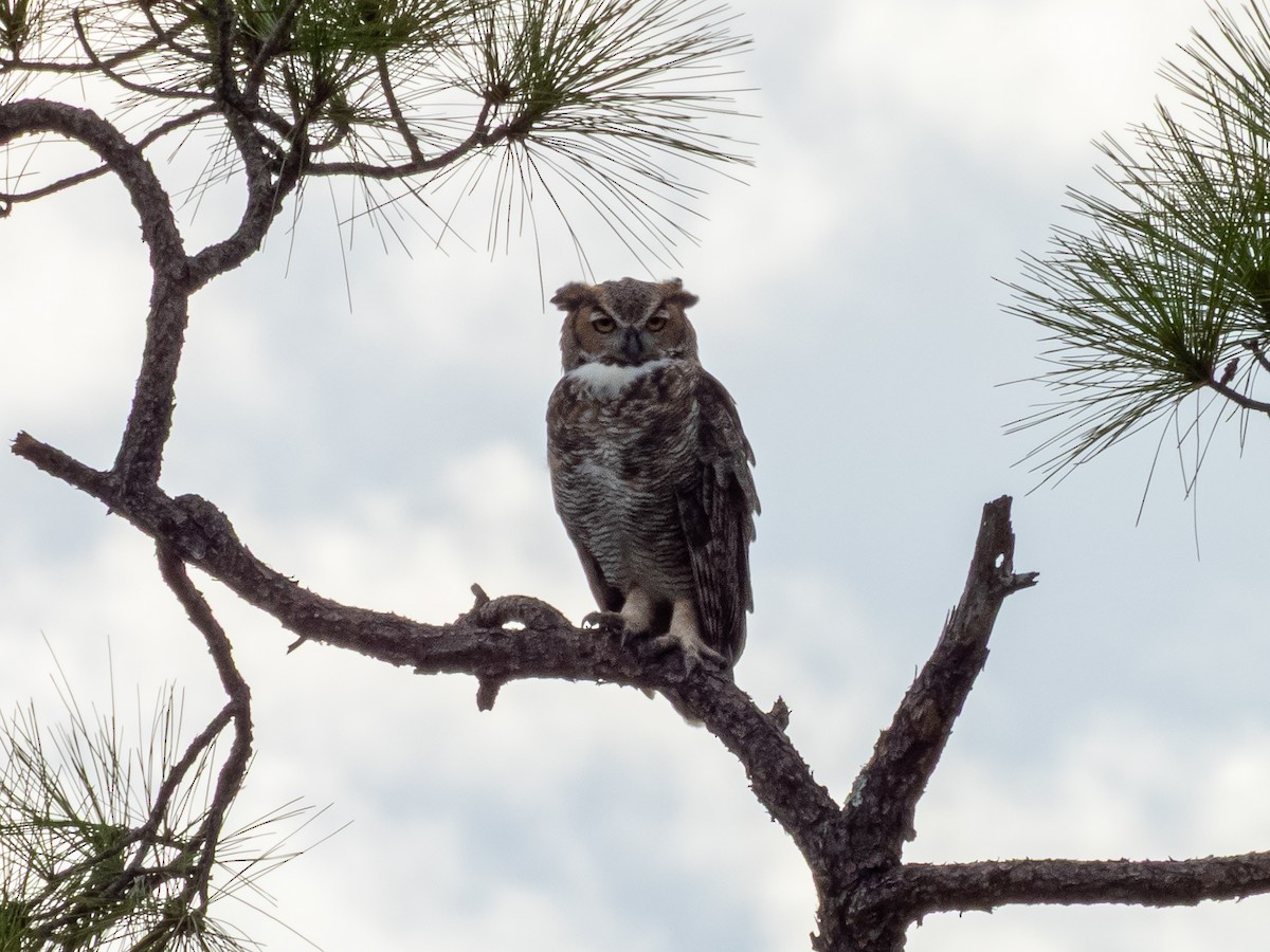 Great Horned Owl - ML641324037