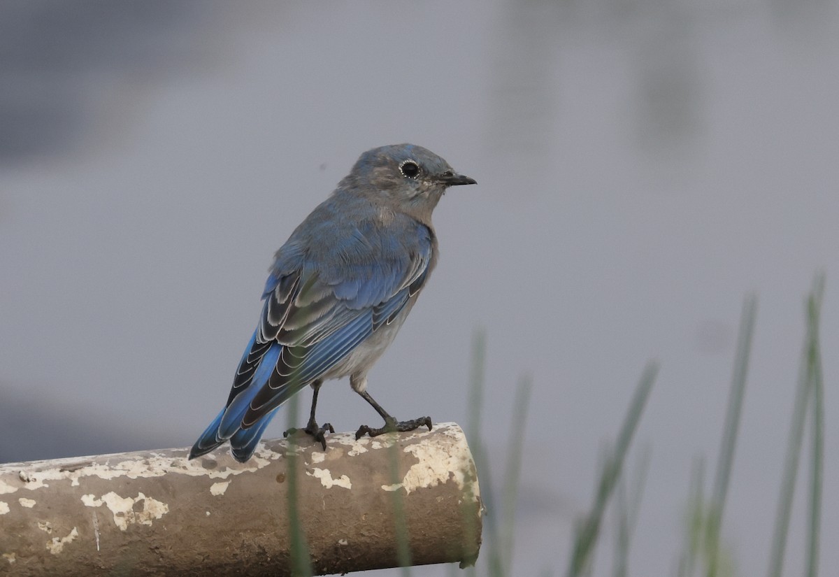 Mountain Bluebird - ML641324067