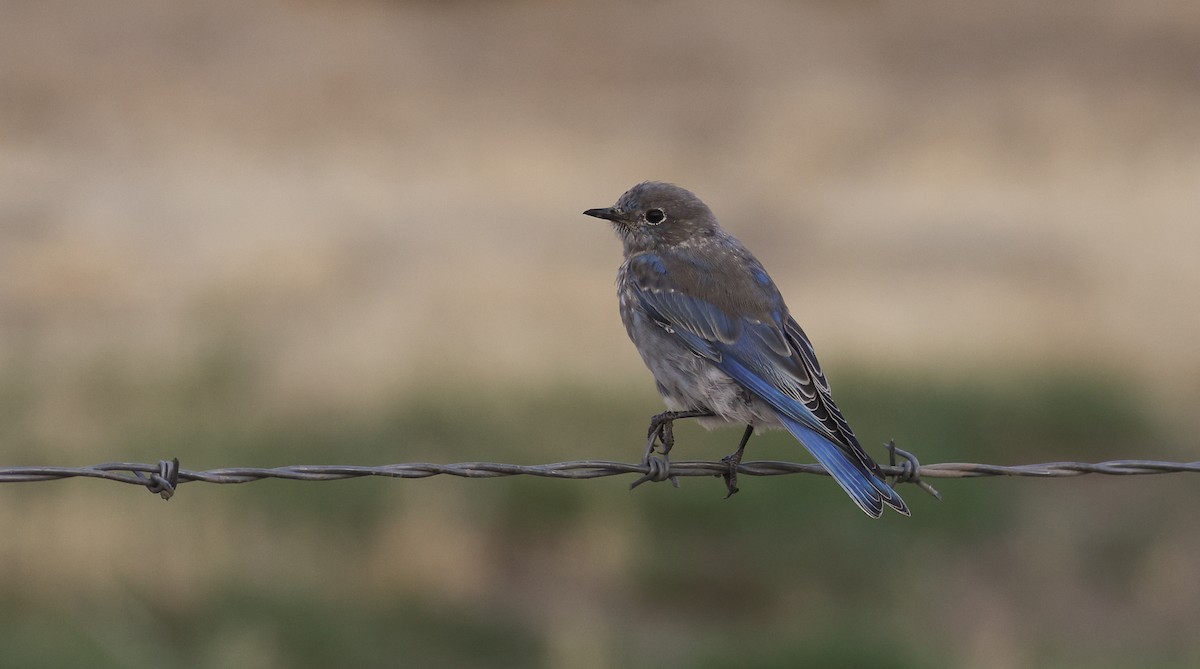 Mountain Bluebird - ML641324068