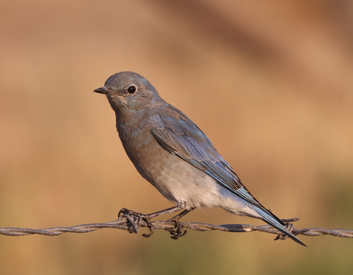 Mountain Bluebird - ML641324069