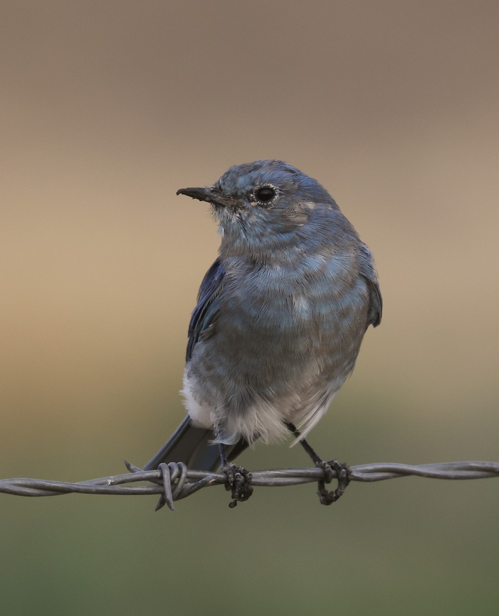 Mountain Bluebird - ML641324070