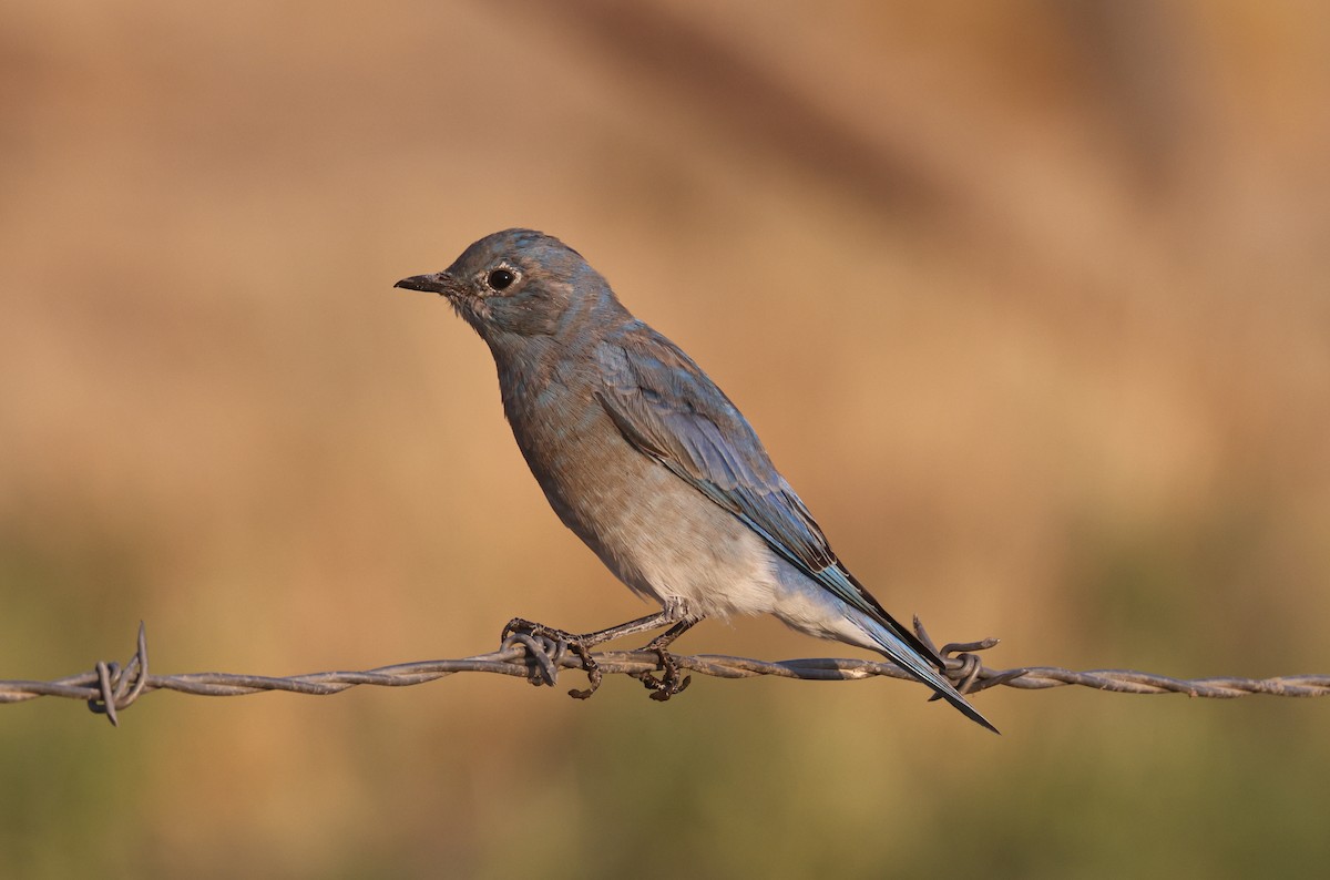 Mountain Bluebird - ML641324071