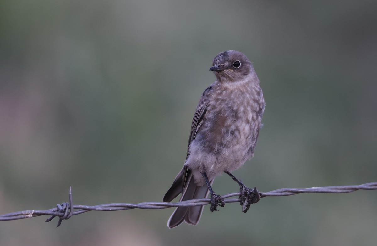 Mountain Bluebird - ML641324073