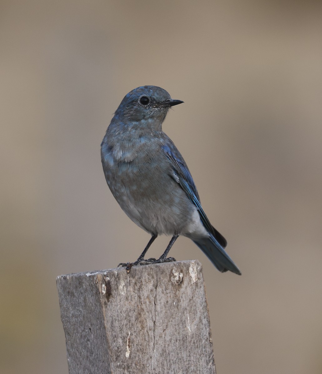 Mountain Bluebird - ML641324075