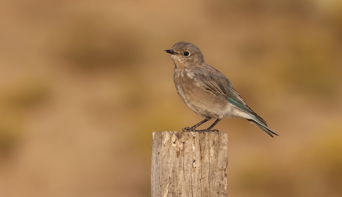 Mountain Bluebird - ML641324077