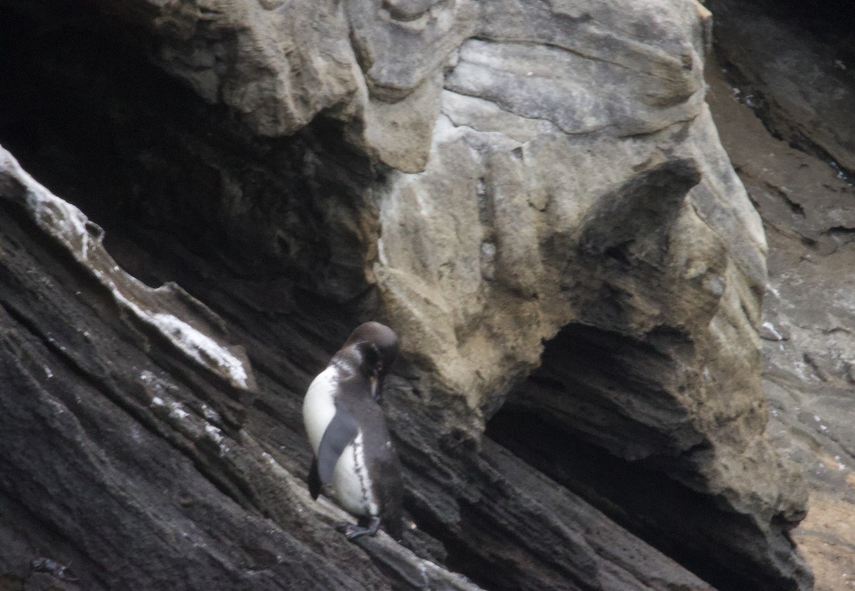 Pingüino de Galápagos - ML641324099