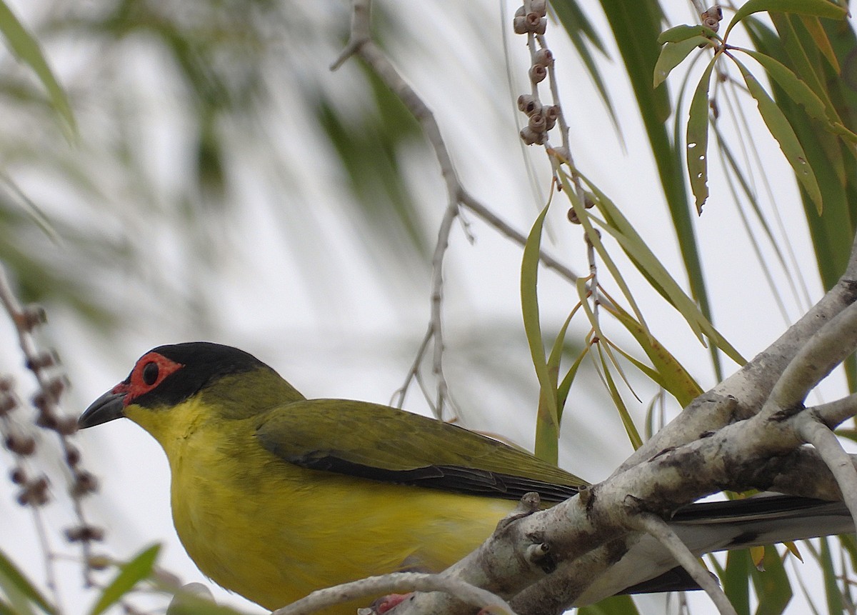 Australasian Figbird - ML641324116