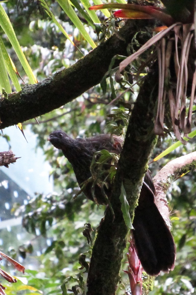 Andean Guan - ML641324123
