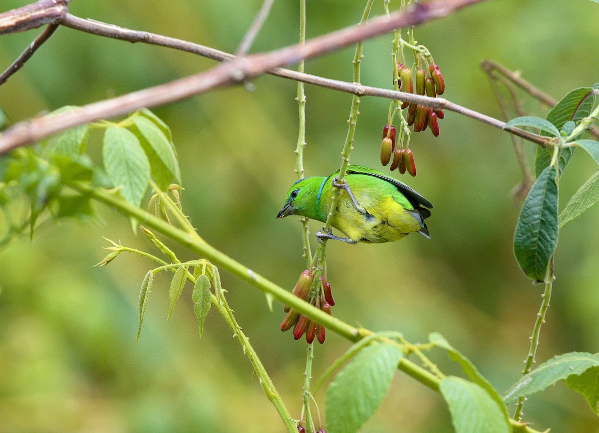Golden-browed Chlorophonia - ML641324135