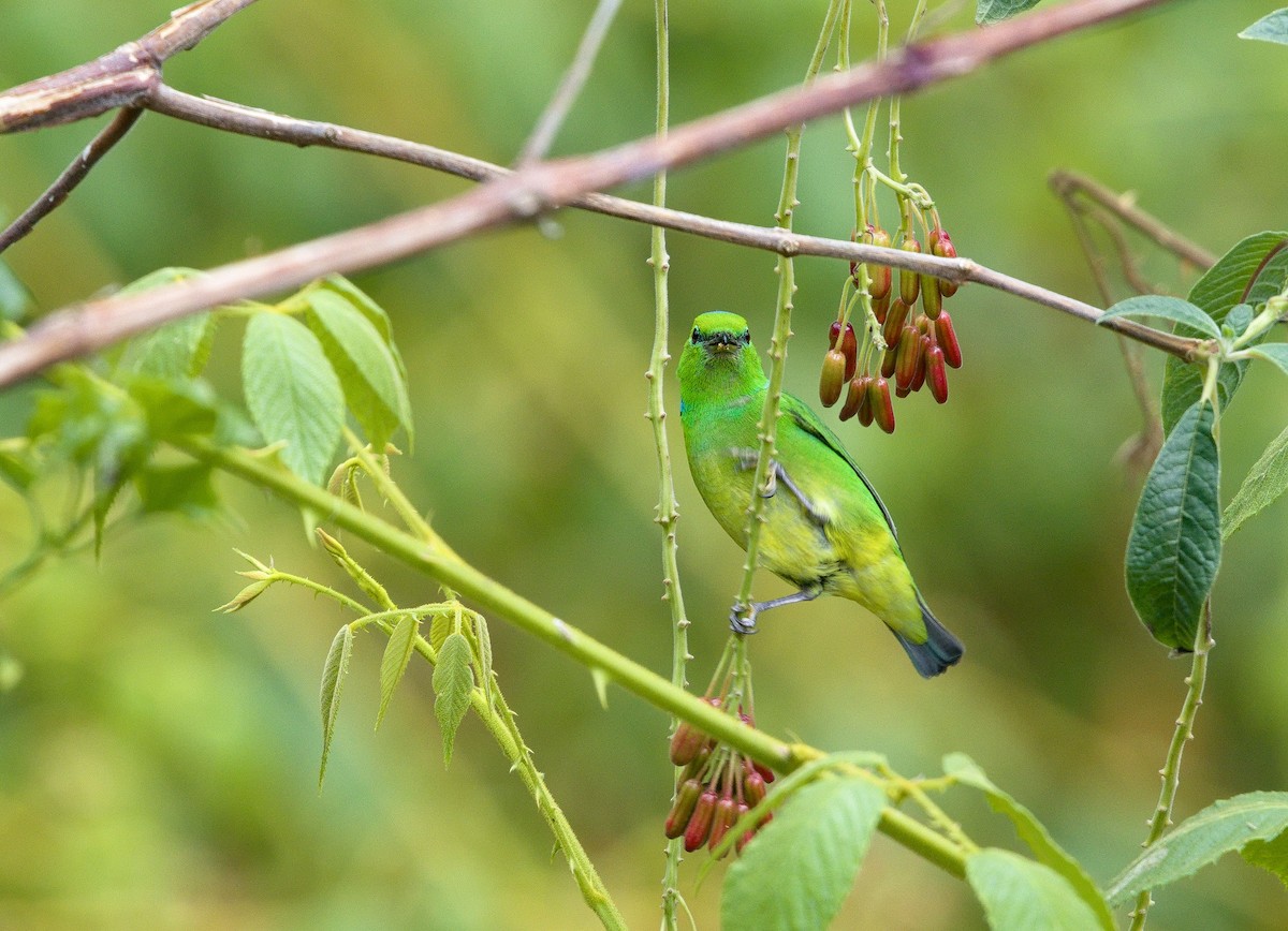 Golden-browed Chlorophonia - ML641324137