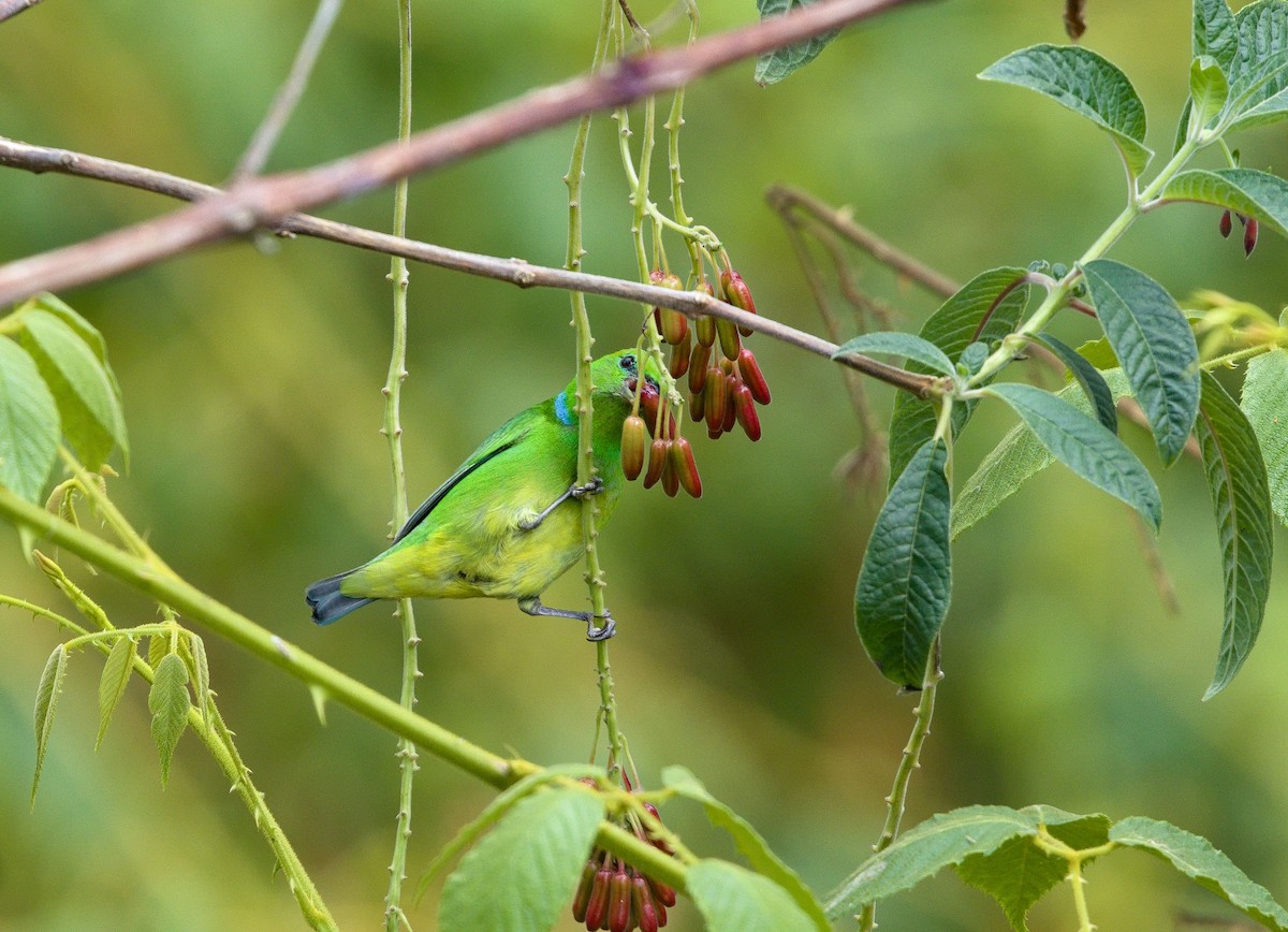 Golden-browed Chlorophonia - ML641324139