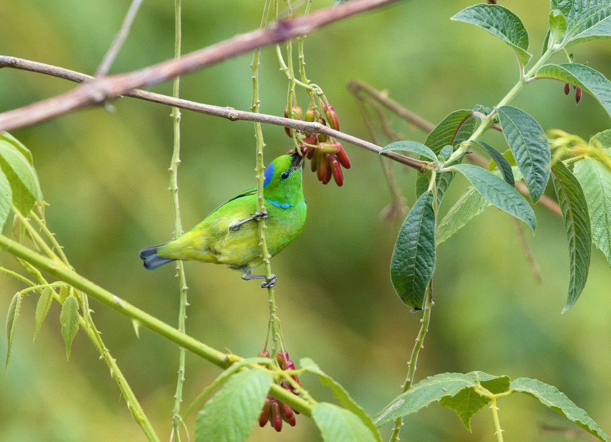 Golden-browed Chlorophonia - ML641324140
