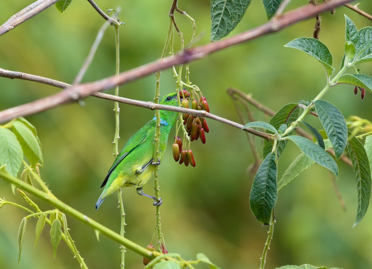Golden-browed Chlorophonia - ML641324145