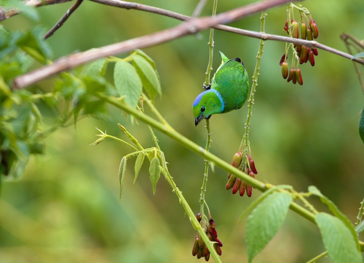 Golden-browed Chlorophonia - ML641324154