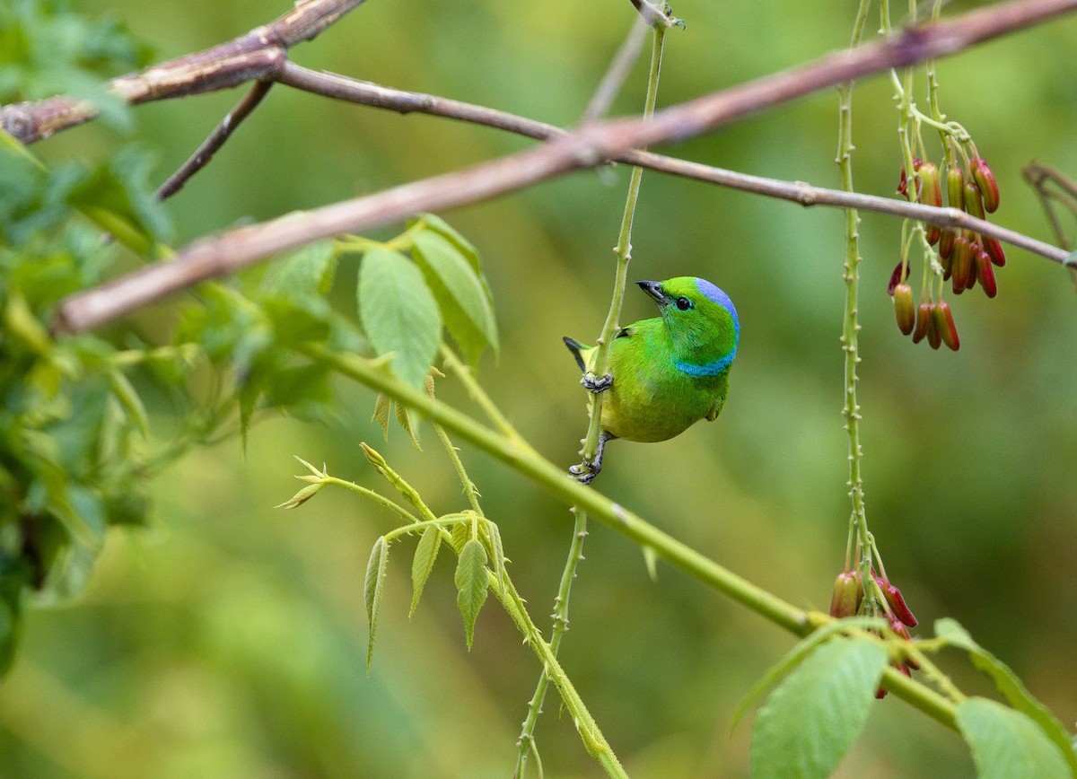 Golden-browed Chlorophonia - ML641324155