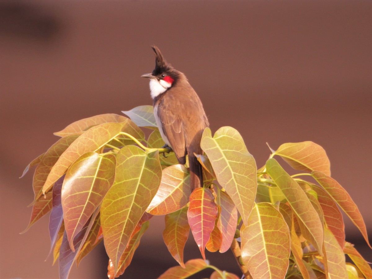 Red-whiskered Bulbul - ML641324175