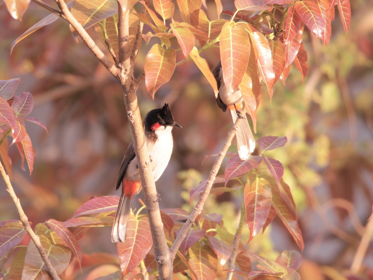 Red-whiskered Bulbul - ML641324215