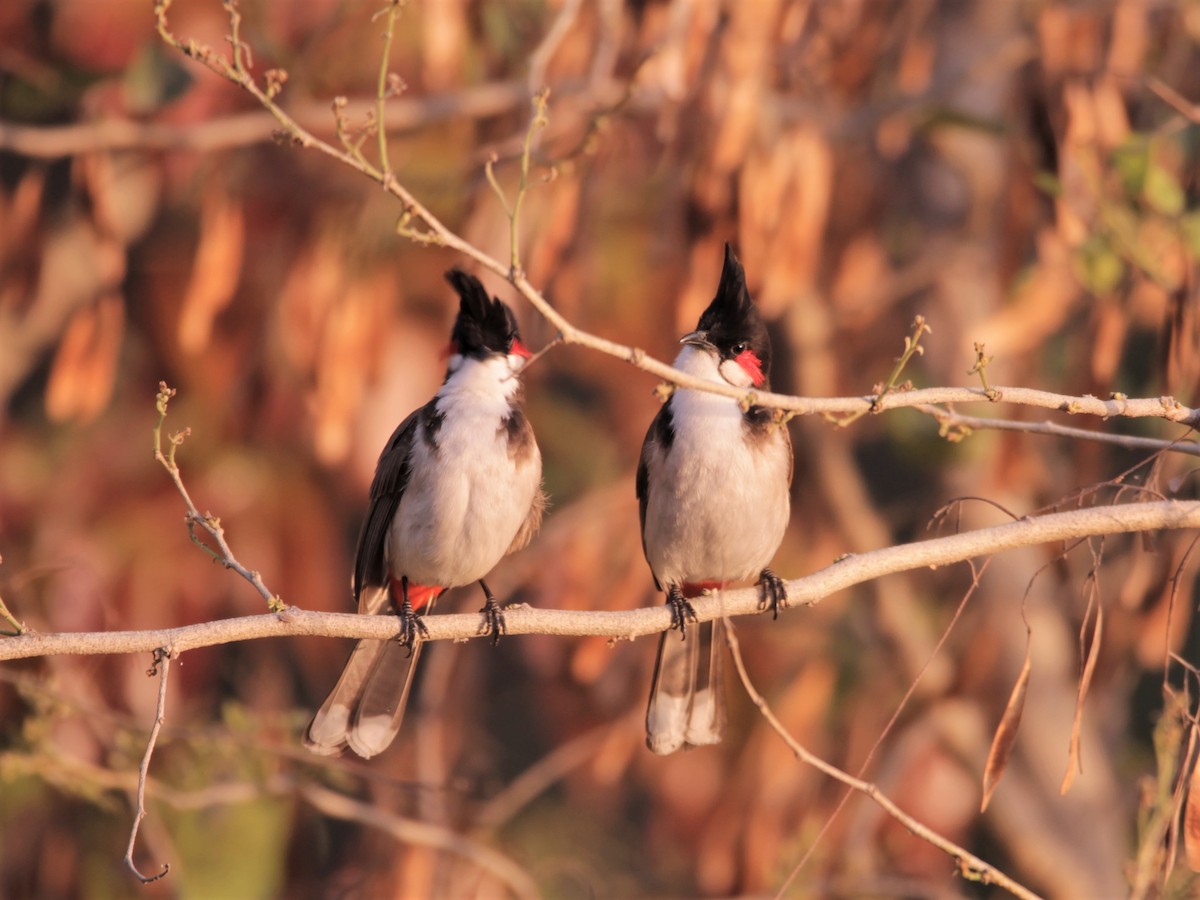 Red-whiskered Bulbul - ML641324216