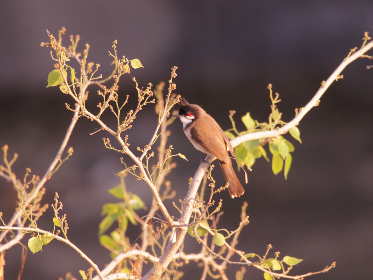 Red-whiskered Bulbul - ML641324217