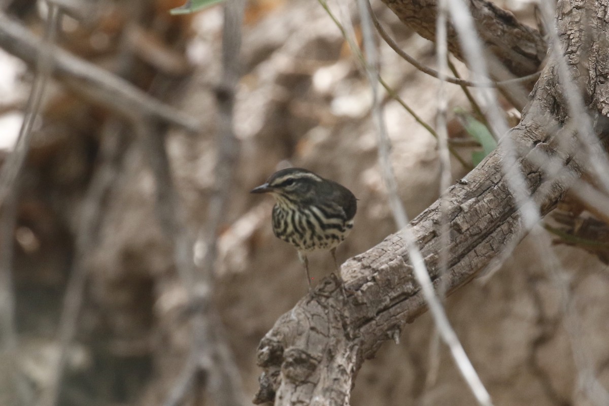 Northern Waterthrush - ML641324288