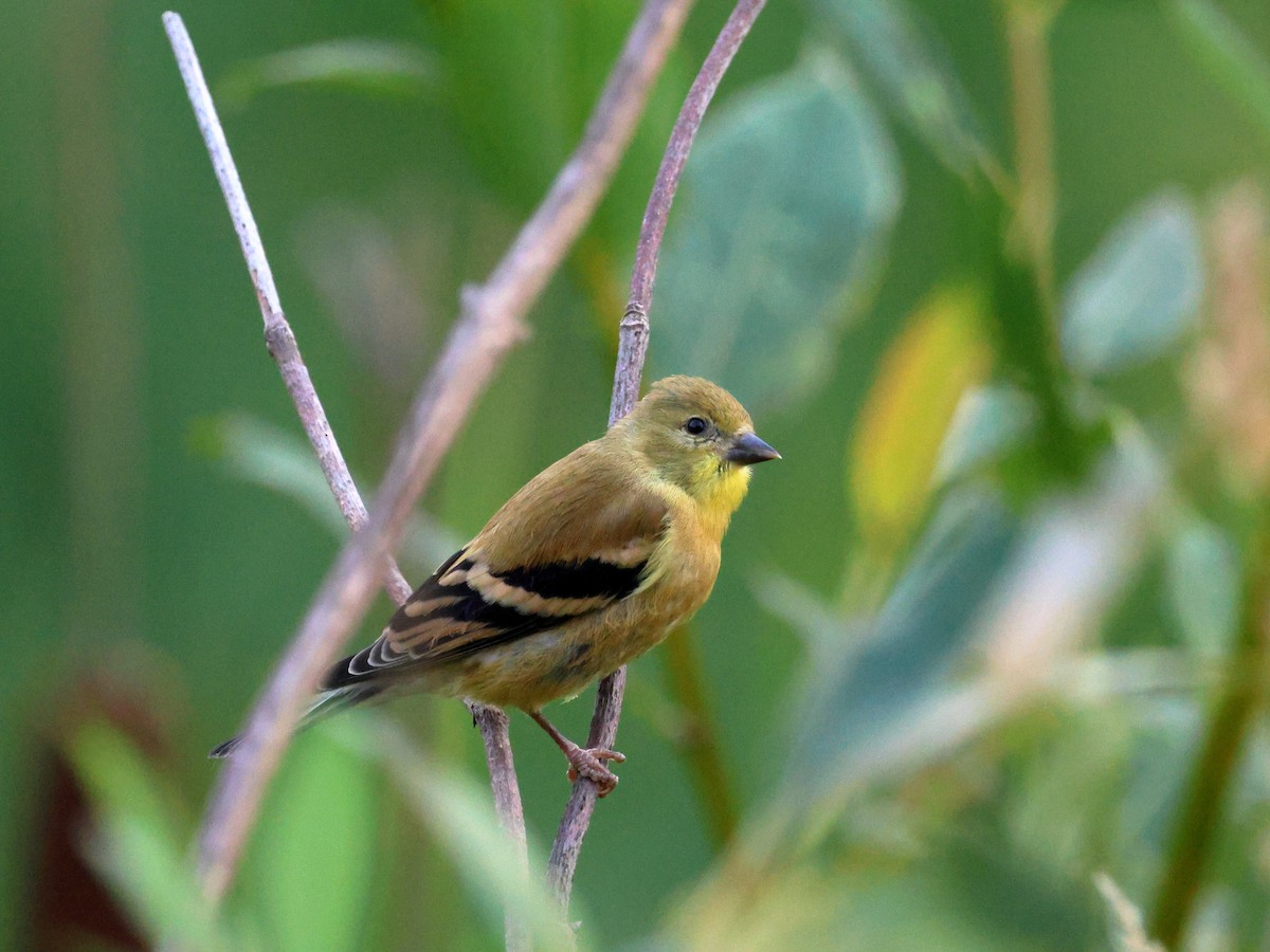 American Goldfinch - ML641324358