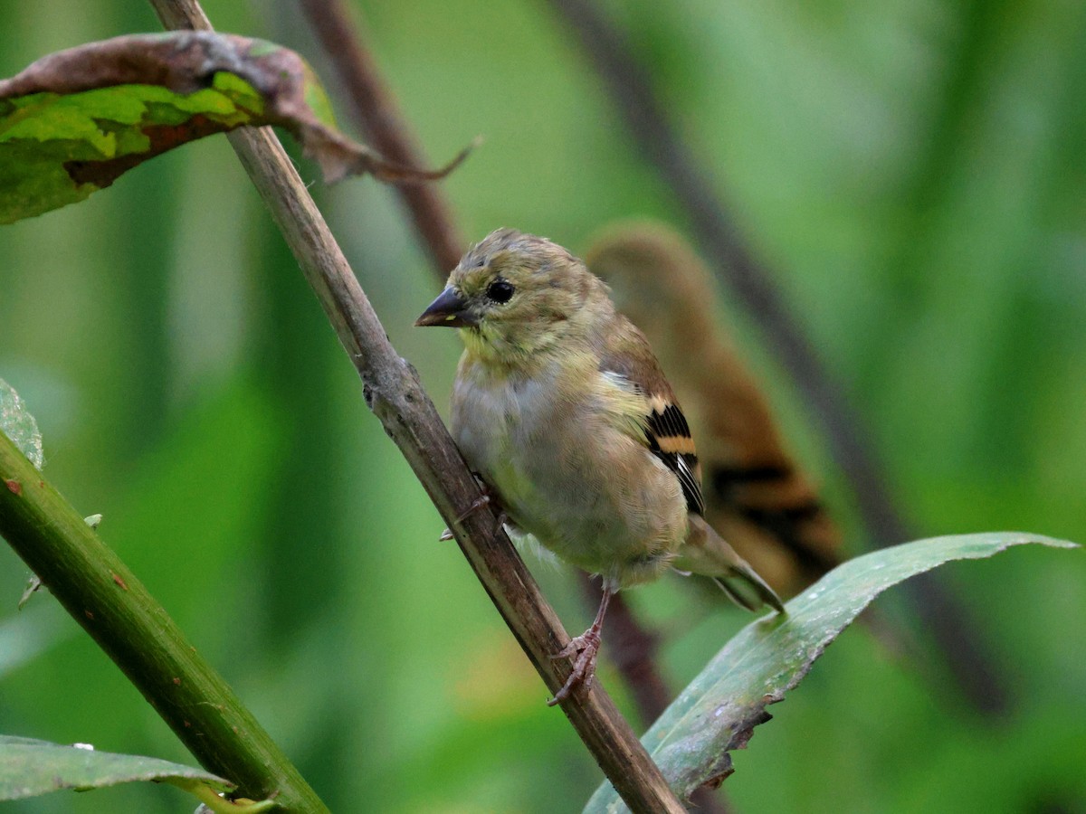 American Goldfinch - ML641324359