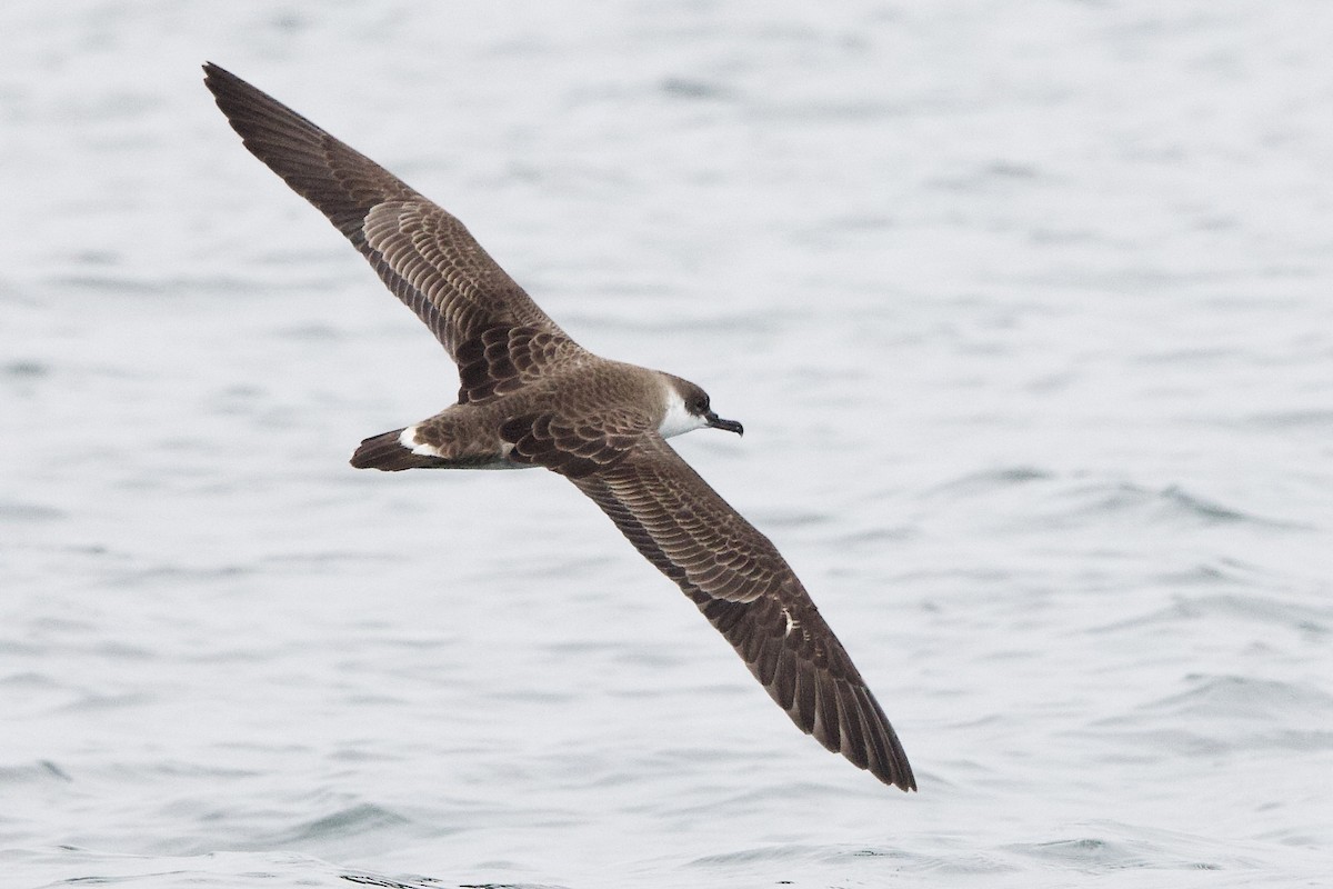 Great Shearwater - ML641324364