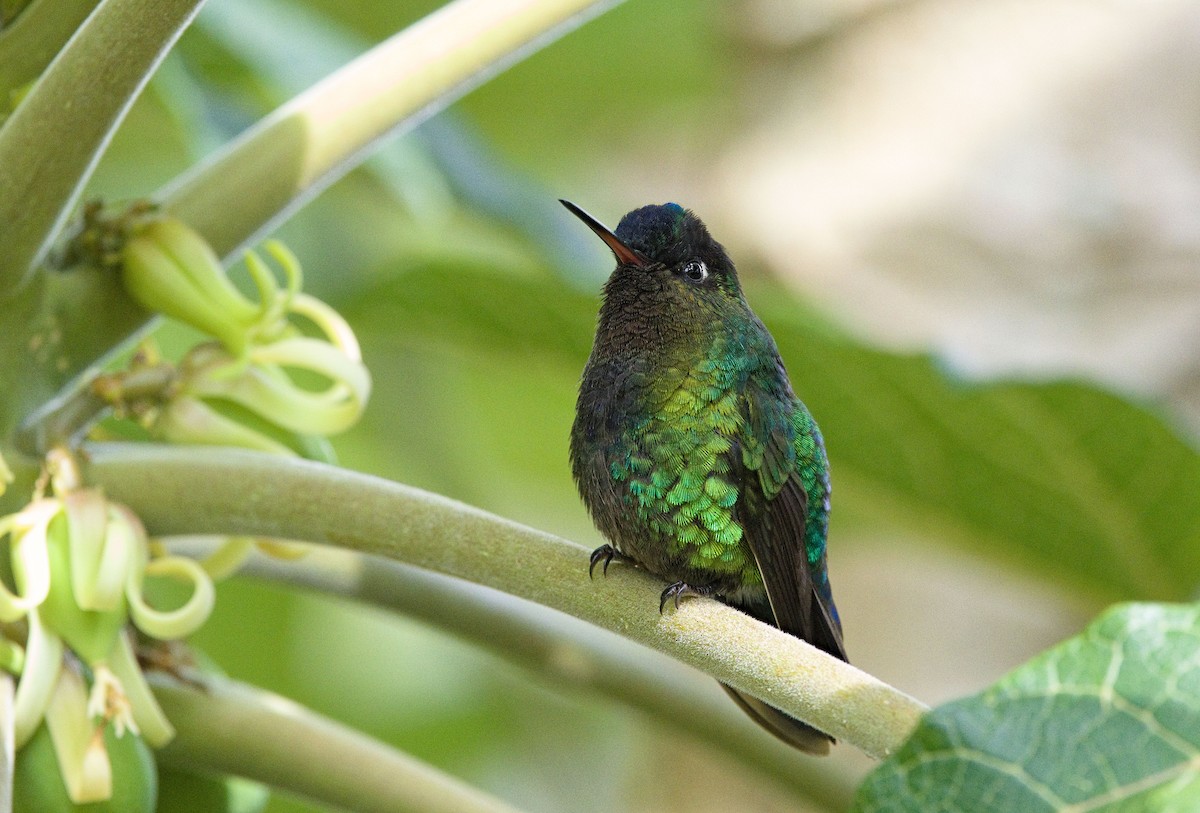 Fiery-throated Hummingbird - ML641324365