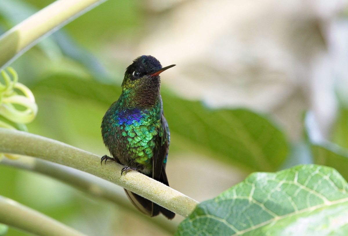 Fiery-throated Hummingbird - ML641324368