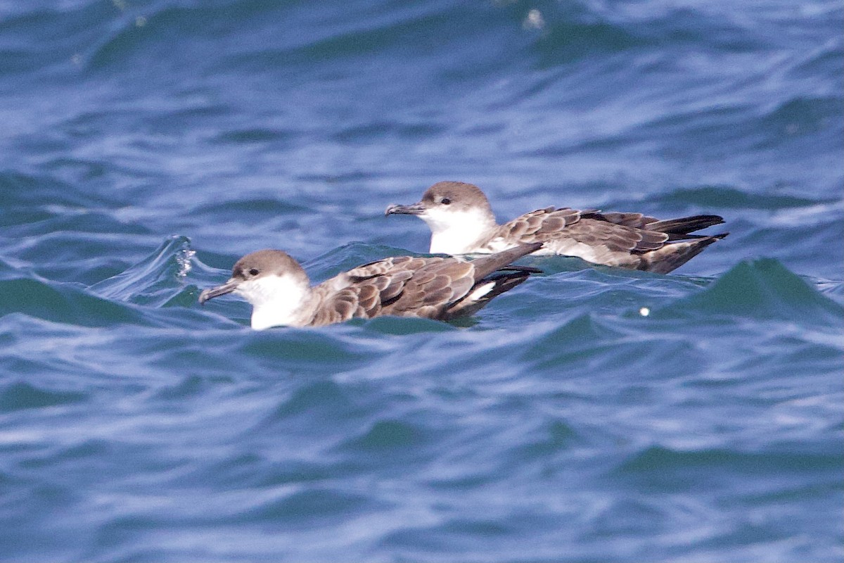 Great Shearwater - ML641324369