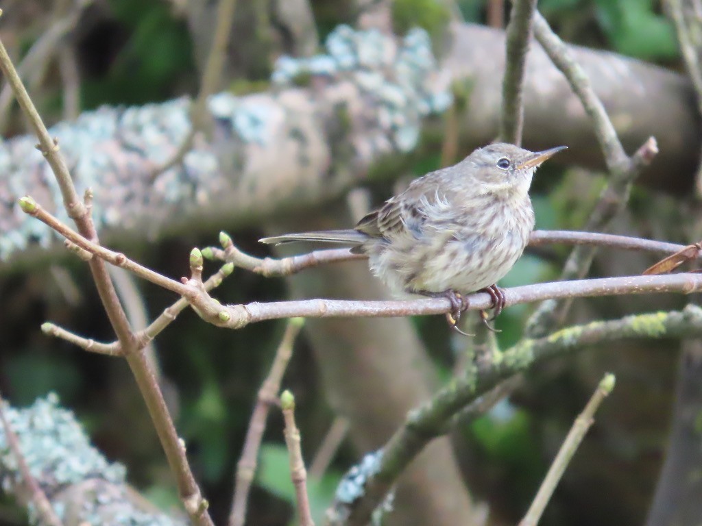 Rock Pipit - ML641324370